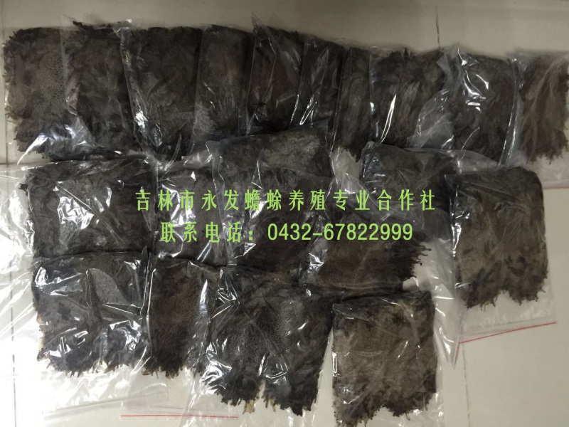 蟾衣蟾酥回收【吉林永蟾蜍】  厂家价格