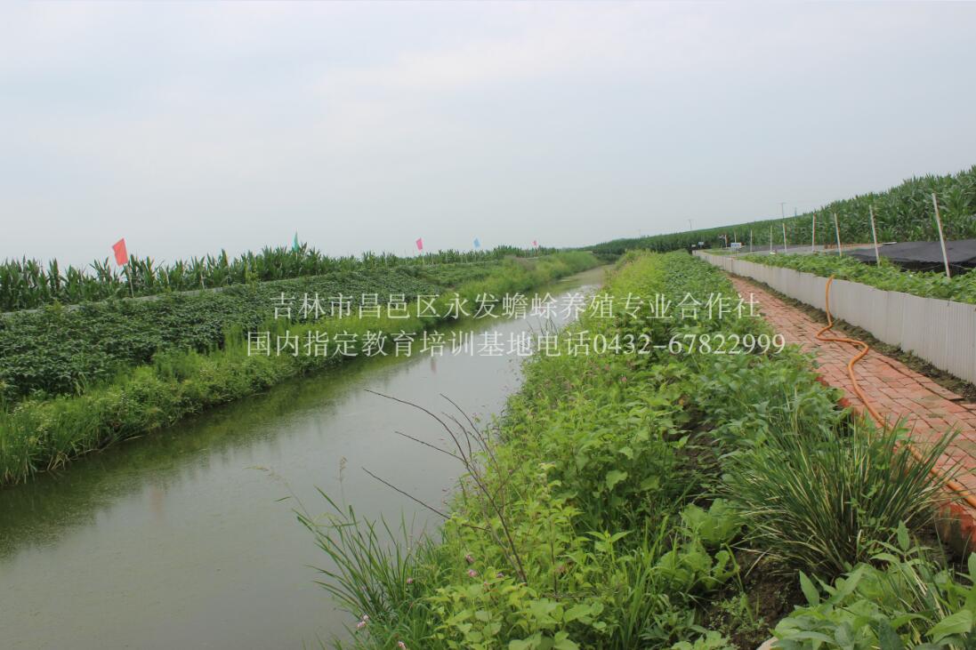 吉林怎么养殖蟾蜍  厂家价格