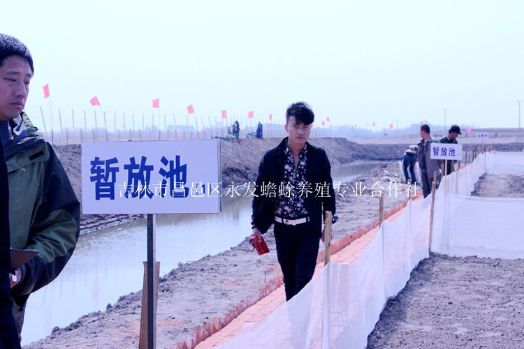 蟾蜍的养殖【吉林永蟾蜍】  厂家价格