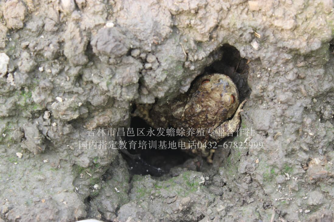 养殖蟾蜍能挣钱吗【吉林永蟾蜍】  厂家价格