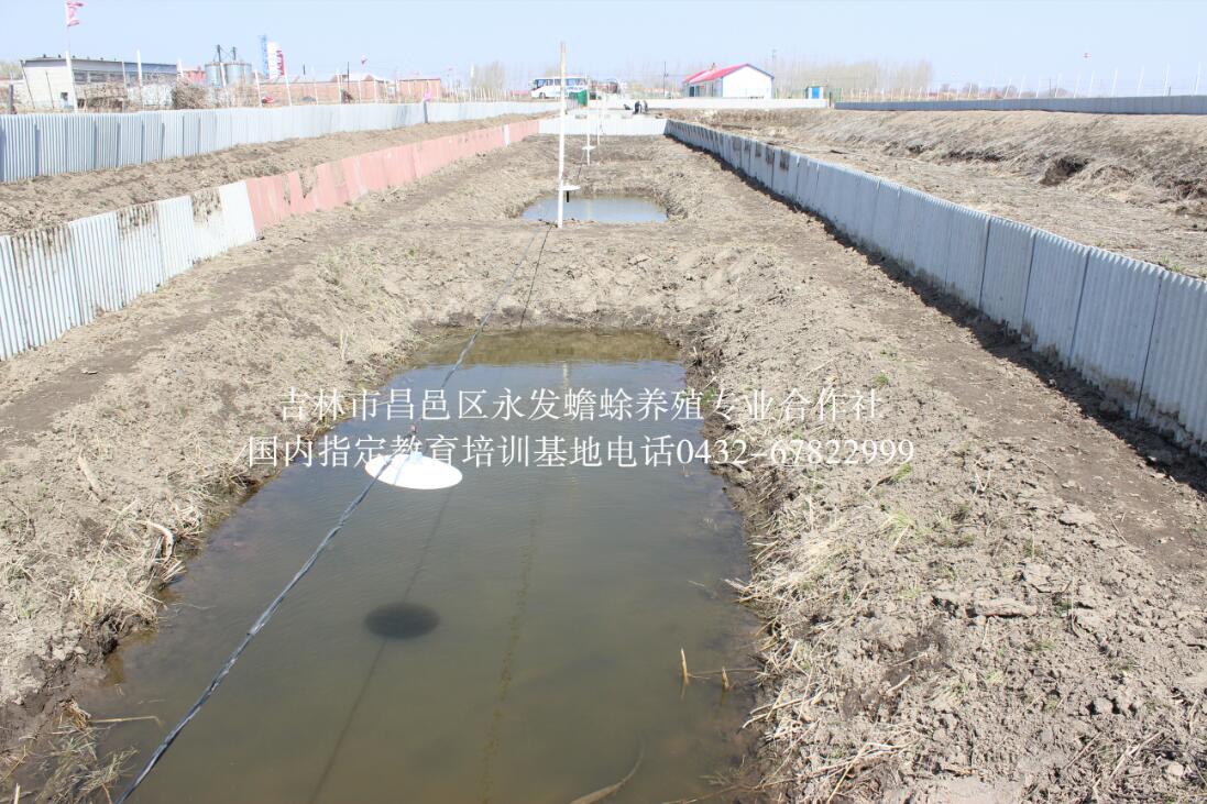 人工养殖蟾蜍【吉林永蟾蜍】  厂家价格