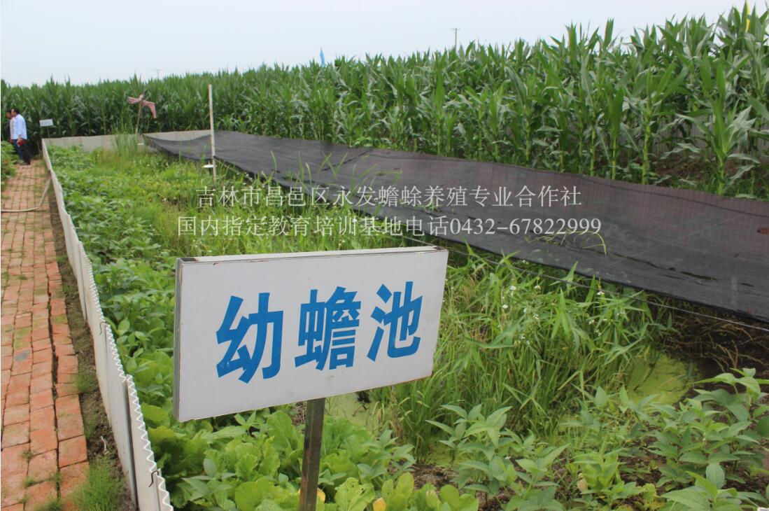 吉林蟾蜍养殖周期  厂家价格