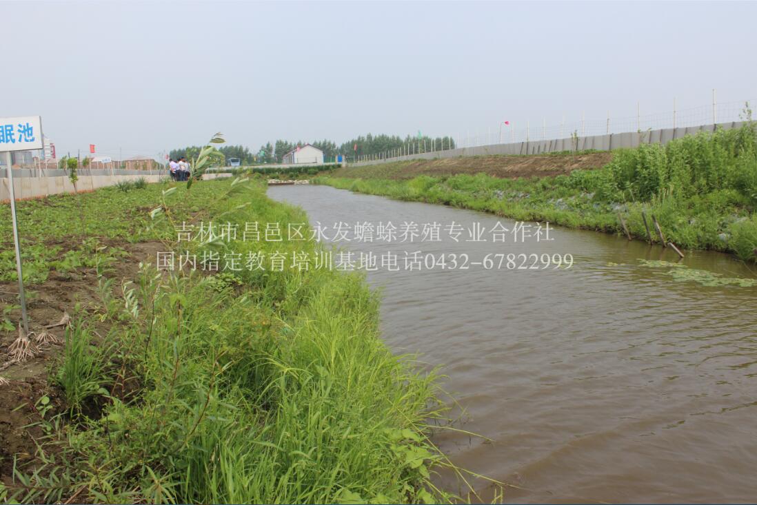 蟾衣蟾酥哪里有收的【吉林永蟾蜍】  厂家价格