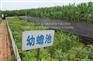 吉林蟾蜍养殖周期