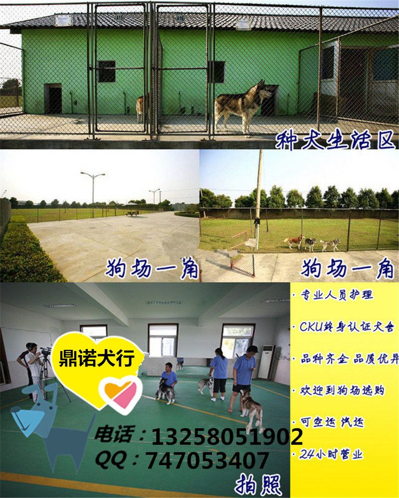 拉布拉多幼犬多少钱一只  拉布拉多价格  拉布拉多幼犬价格  哪里有卖拉布拉多的