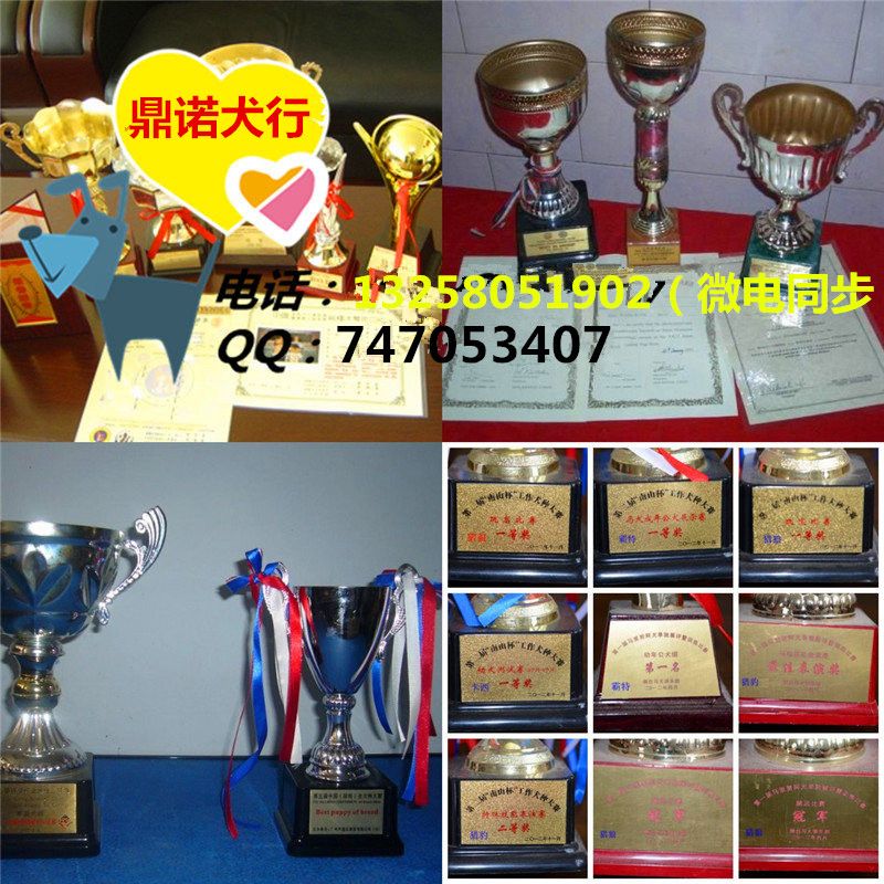 拉布拉多幼犬多少钱一只  拉布拉多价格  拉布拉多幼犬价格  哪里有卖拉布拉多的