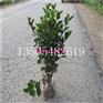 ***冬青小苗谁的价格低怎么卖