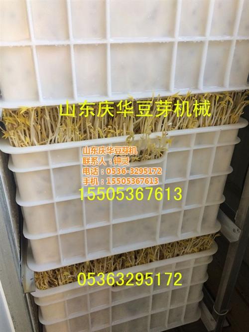 花生芽种子发芽机、发芽机、不锈钢青州庆华  金斗式黄豆芽绿豆  芽苗菜种子催芽机