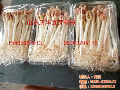 花生芽_青州庆华豆芽机催芽机_发花生芽设&nbsp;&nbsp;富硒花生芽生长技&nbsp;&nbsp;全自动花生芽机器&nbsp;&nbsp;发花生芽设备