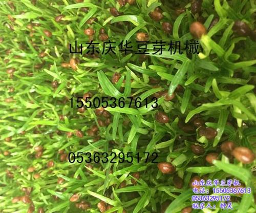 催芽机|青州庆华豆芽机报价|梅州龙岩阳江  梅州龙岩阳江肇庆  蔬菜种子催芽机芽  萝卜香椿豌豆松柳