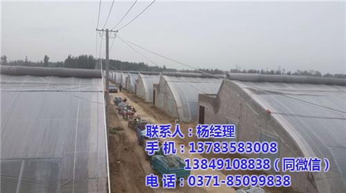 【欣荣温室工程】、三门峡温室大棚、温室大&nbsp;&nbsp;温室大棚骨架&nbsp;&nbsp;温室大棚规格&nbsp;&nbsp;温室大棚钢管