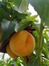 找寻【桃树苗】【新品种桃树苗】【晚熟桃苗