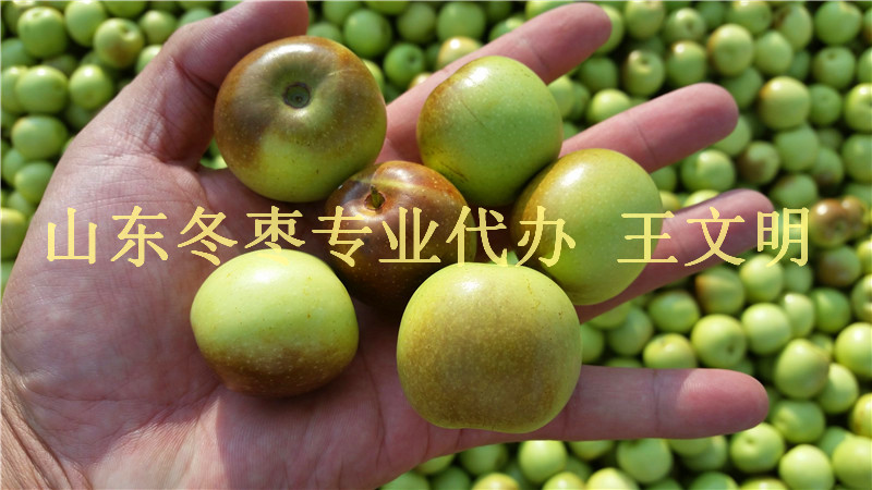 名优山东冬枣产地&nbsp;&nbsp;冬枣产地代办&nbsp;&nbsp;冬枣基地批发