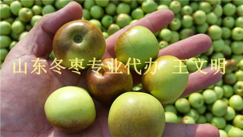 2017山东冬枣产地实力供应商&nbsp;&nbsp;冬枣产地供应商