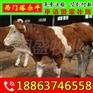 黄龙县一头小牛价格 山东同盛肉牛养殖场
