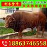 久治县小牛一头多少钱 山东富通肉牛养殖场