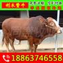 格尔木西门塔尔肉牛价格 山东富通肉牛养殖场