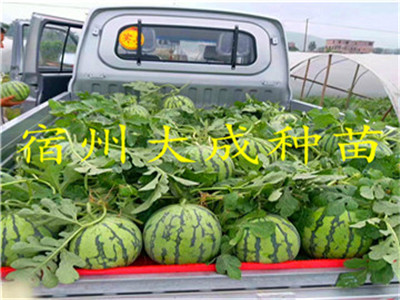 8424西瓜苗的密度以每亩500株  美都西瓜苗