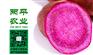 带状红薯粉条福泉正宗红薯粉条新鲜湿粉