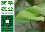 红薯制品延庆县纯红薯粉条供应商