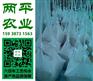 安泽县纯红薯粉条技术规范红薯酸辣粉