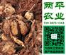 新鲜红薯粉条崇文区纯手工红薯粉条加工公司