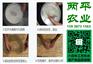 带状红薯粉条屯昌县纯手工红薯粉条进货价格