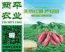 红薯酸辣粉顺义区纯红薯粉条粗丝细丝