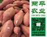 鲜湿麻辣粉三亚纯手工红薯粉条十大品牌