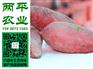 鲜湿麻辣粉武清区纯红薯粉条厂家批发