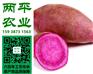 宽红薯粉条定安县纯红薯粉条代加工厂商
