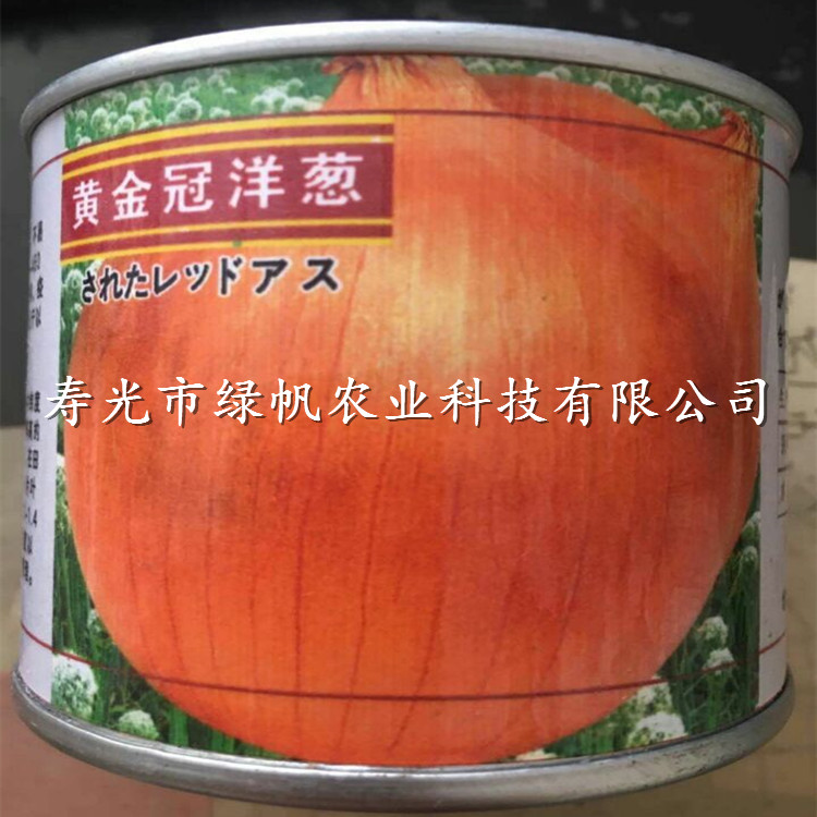 黄金冠洋葱种子 黄皮洋葱种子 圆葱杂交种子  黄皮圆葱种子