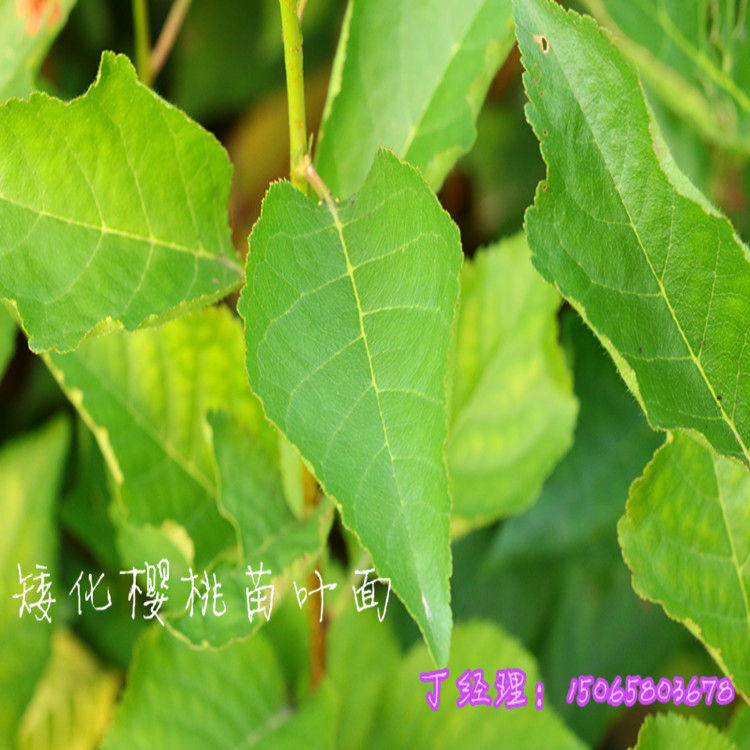 河北省唐山樱桃树苗高度多少