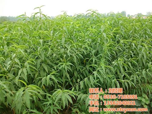 桃苗,新泰超越苗木,金秋红蜜桃苗哪有卖 两公分桃苗 映霜红桃苗哪有卖