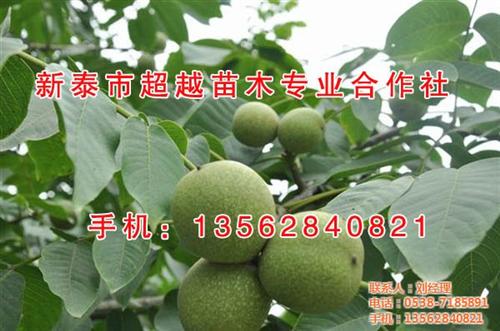 新泰超越苗木_核桃苗_香玲核桃苗哪有卖 一公分核桃苗哪有 四公分核桃苗哪有