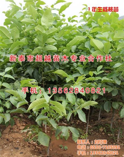 一公分核桃苗哪有卖|核桃苗|新泰超越苗木 四公分核桃苗哪有 8518核桃苗哪