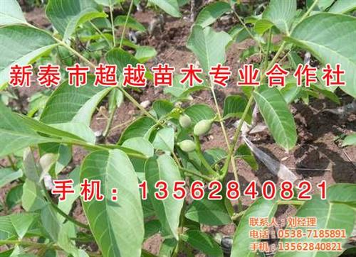 新泰超越苗木|淄博核桃苗|温185核桃苗&nbsp;&nbsp;四公分核桃苗&nbsp;&nbsp;温185核桃苗哪&nbsp;&nbsp;三公分核桃苗