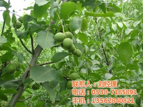 元丰核桃苗哪家好|威海核桃苗|新泰超越苗 温185核桃苗哪 辽一核桃苗价格