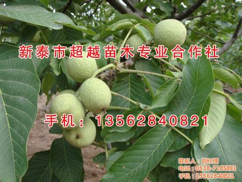 一公分核桃苗_核桃苗_新泰超越苗木(多图&nbsp;&nbsp;2公分核桃苗&nbsp;&nbsp;元丰核桃苗