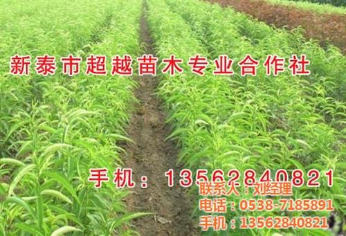 桃苗、新泰超越苗木、桃苗销售&nbsp;&nbsp;一公分桃苗&nbsp;&nbsp;桃苗哪有卖