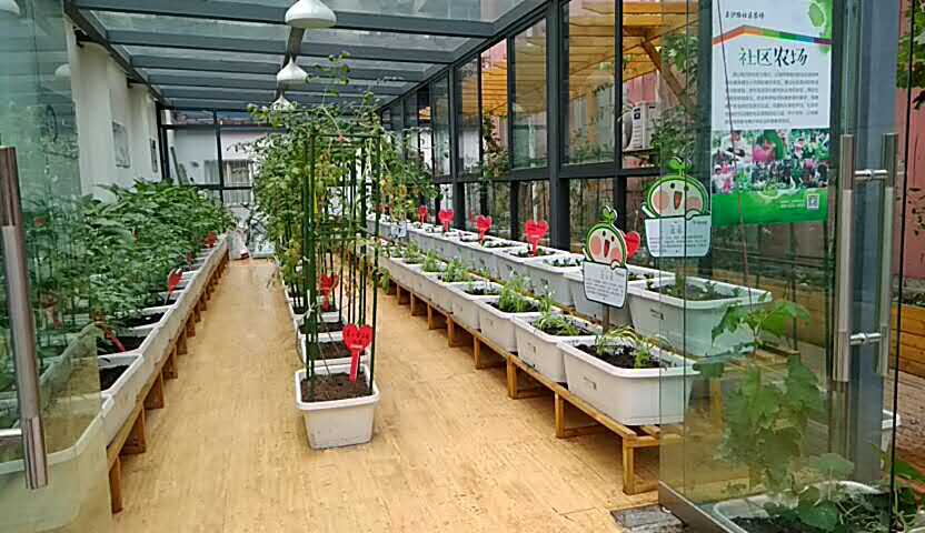 把小菜园搬进公司-尚鼎丰梦田都市农场帮您  公司菜园设计打造