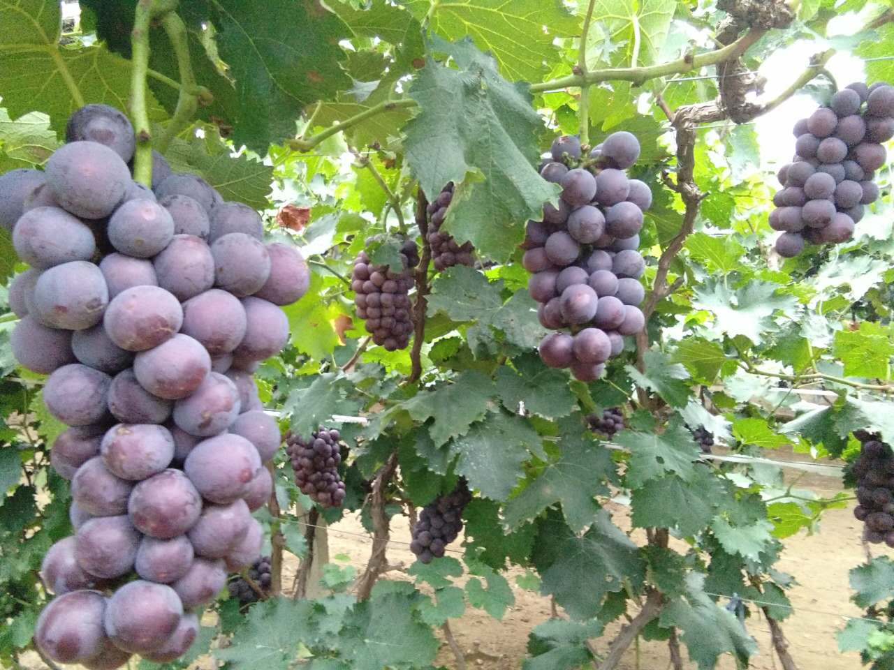辽源巨峰葡萄【北镇市农鑫葡萄种植专业合作  桦甸市巨峰葡萄  蛟河市巨峰葡萄  榆树市巨峰葡萄
