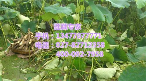 藕种订购批发价,藕种订购,武汉藕御农业发&nbsp;&nbsp;藕种订购价格