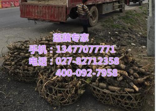 子莲种苗,武汉藕御农业发展有限公司,子莲&nbsp;&nbsp;子莲种苗供应&nbsp;&nbsp;子莲种苗采购&nbsp;&nbsp;子莲种苗批发