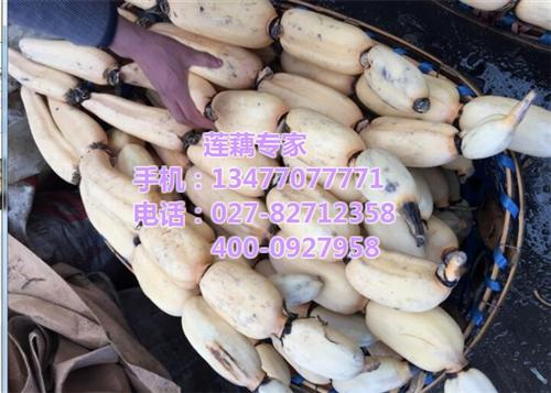 商品藕供应_商品藕_武汉藕御农业发展有限&nbsp;&nbsp;商品藕价格&nbsp;&nbsp;商品藕订购