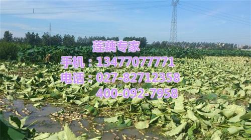 藕苗藕种|武汉藕御农业发展有限公司|藕苗&nbsp;&nbsp;藕苗藕种供应&nbsp;&nbsp;藕苗藕种采购&nbsp;&nbsp;藕苗藕种批发