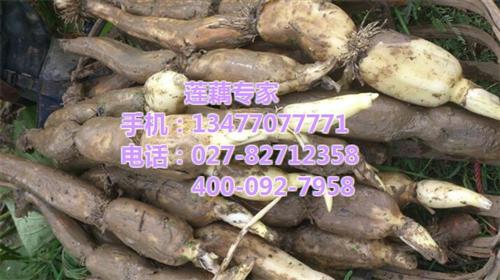 武汉藕御农业发展有限公司_藕苗藕种_藕苗 藕苗藕种价格 藕苗藕种供应 藕苗藕种批发价