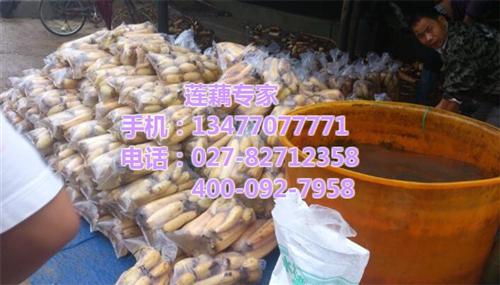 初加工莲藕求购,初加工莲藕,武汉藕御农业&nbsp;&nbsp;初加工莲藕采购&nbsp;&nbsp;初加工莲藕价格