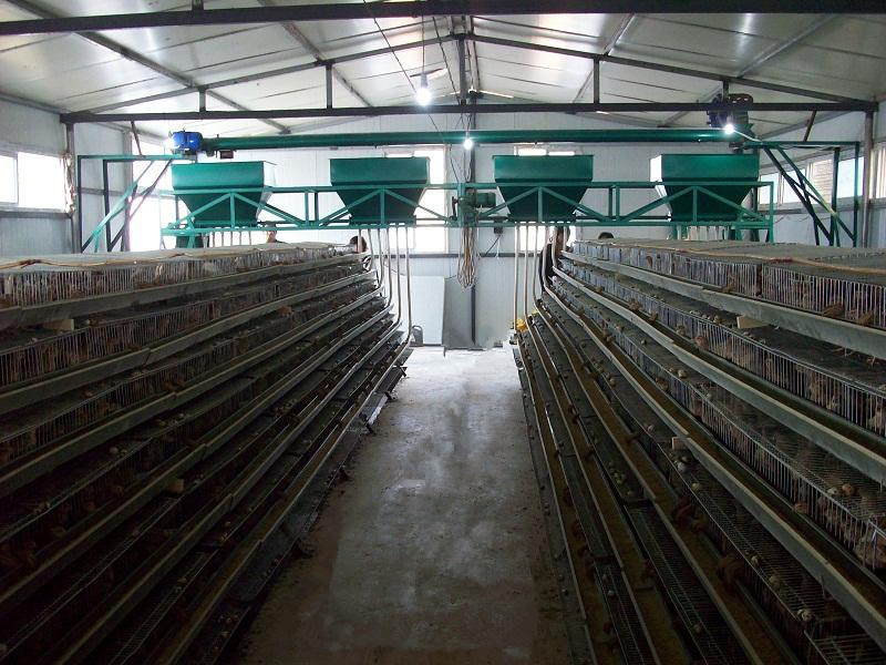 金兴新型全自动蛋鸡肉鸡用龙门式上料机