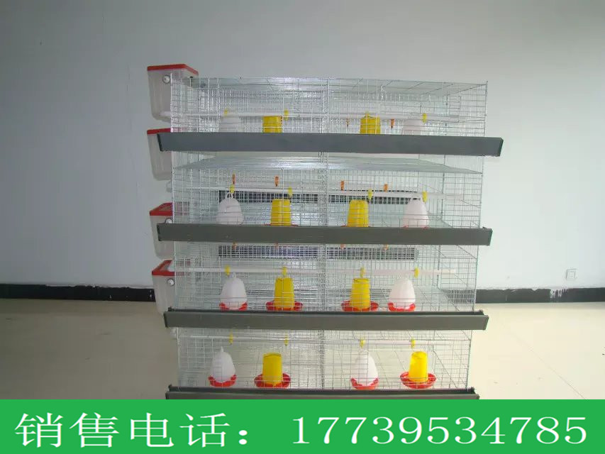 厂家供应笼养蛋鸡肉鸡设备四层八门立式育雏笼  金兴  镀锌